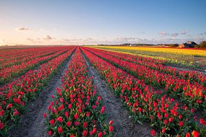 Tulpenveld van Richard Gilissen