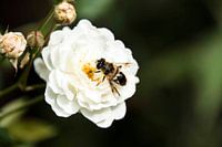 Bijvlieg op roos