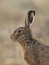 Portret Haas verticaal by Twan Hak