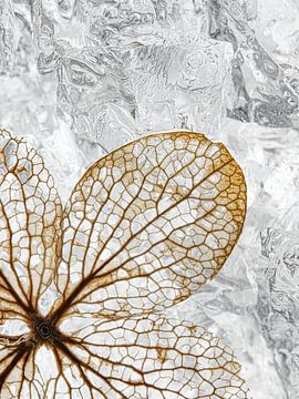 The structure of a hydrangea flower on a winter bed by Marjolijn van den Berg