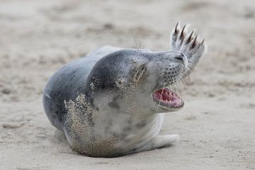 De lachende zeehond van HB Photography