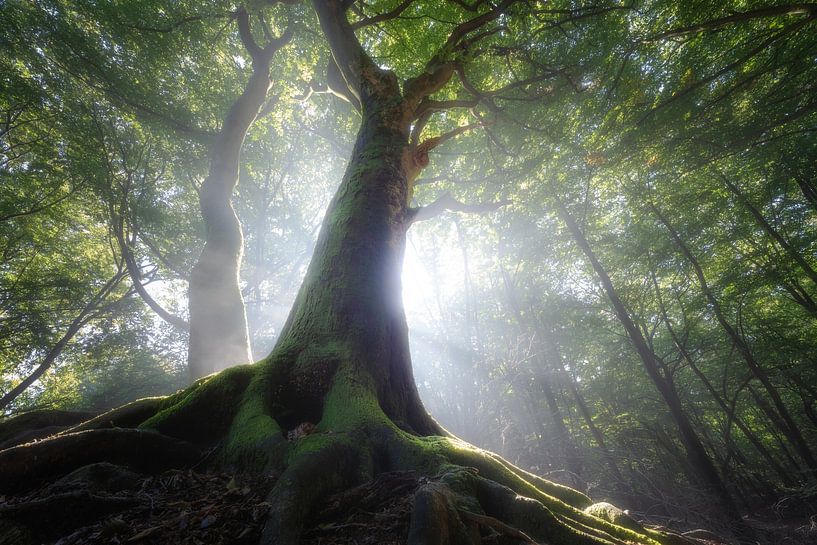 Trees in the light by Jeroen Lagerwerf