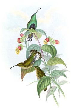 Witstaartfluweelfeest, John Gould van Hummingbirds