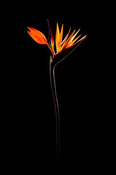 Bird of paradise flower by Jasper del Prado