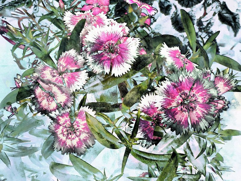 Leven van Dianthus van Dorothy Berry-Lound