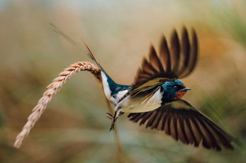 Vrijheid in Vogelvlucht