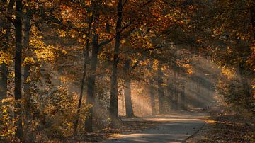 Zonnestralen in het mistige herfstbos