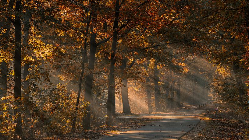 Zonnestralen in het mistige herfstbos van Bram van Broekhoven