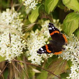 Vlinder admiraal op een witte bloem van Karsten Mücke