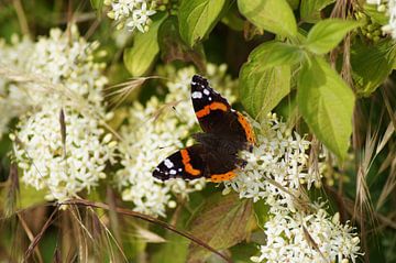 Butterfly admiral on a white flower by Karsten Mücke