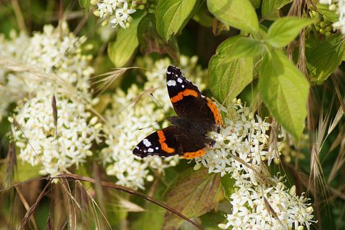 Vlinder admiraal op een witte bloem