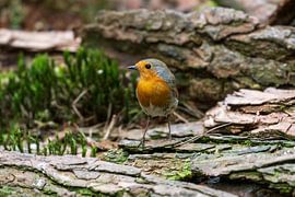 Robin by Merijn Loch
