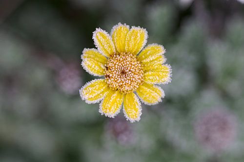 Gele, bevroren bloem