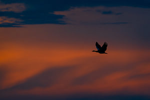 Silhouette of a Bird Flying Across a Dramatic Sunset Sky