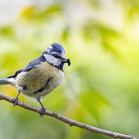 Blue tit is busy