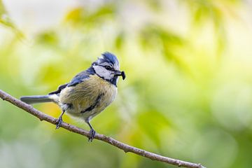 Blaumeise ist beschäftigt