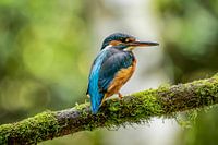 kingfisher