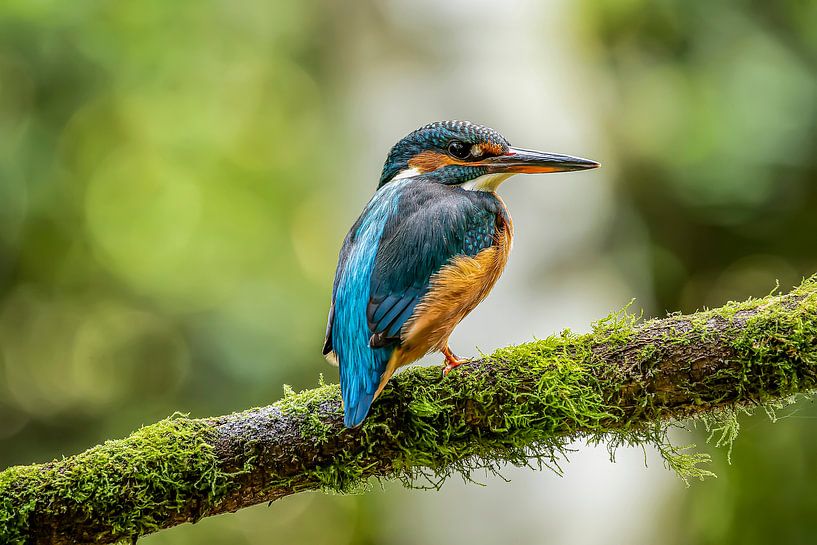 kingfisher by Raymond Engelen