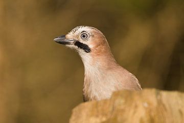 Vlaamse Gaai duikt op van Stobbe; stiltegrafie