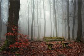 Forest fog... von Ton de Jong