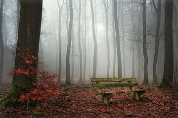 Forest fog...
