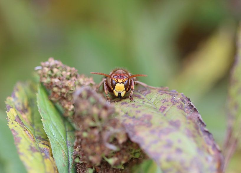 Hornet by Matthias Brix