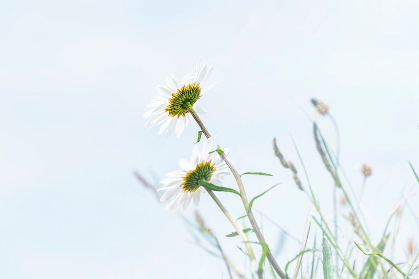 Daisies in the sun by Anouschka Hendriks