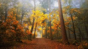 La forêt de rêve brumeuse 2 sur Saskia Dingemans Awarded Photographer