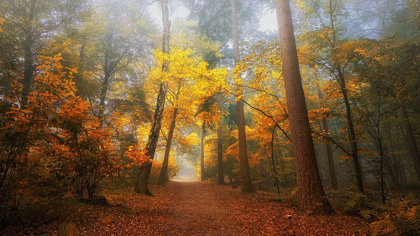 La forêt de rêve brumeuse 2 par Saskia Dingemans Awarded Photographer