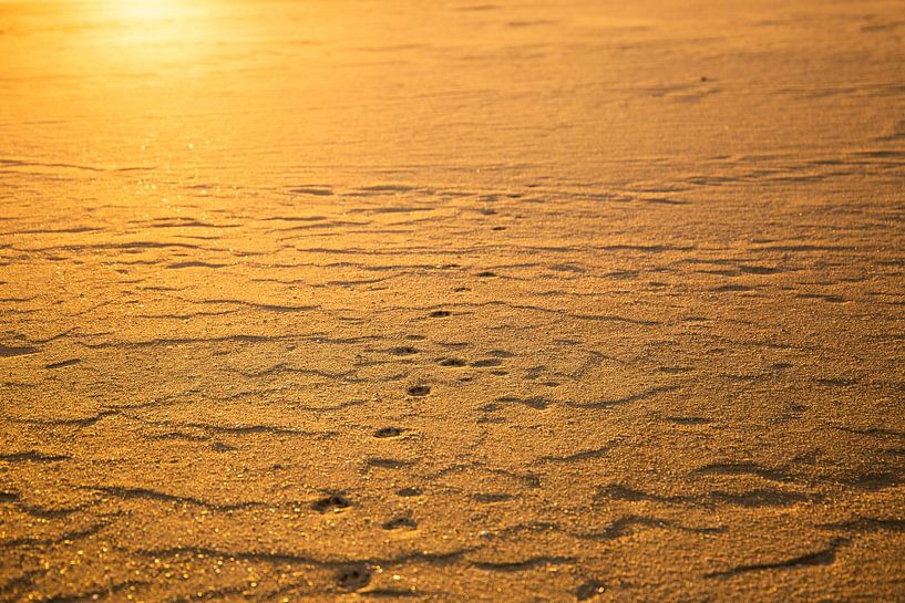 Golden sand by Frederieke Knol