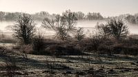 Une belle matinée brumeuse dans le parc naturel de Meinerswijk par Eddy Westdijk Aperçu