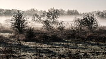 Ein schöner nebliger Morgen im Naturpark Meinerswijk von Eddy Westdijk