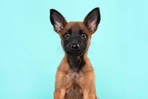 Porträt eines Malinois-Schäferhund-Welpen vor einem blauen Hintergrund