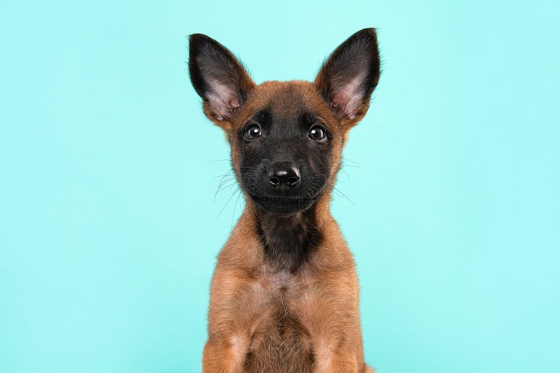 Portrait of a Malinois shepherd pup against a blue background by Elles Rijsdijk
