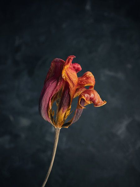 Withered orange tulip on a dark background von Andreas Berheide Photography
