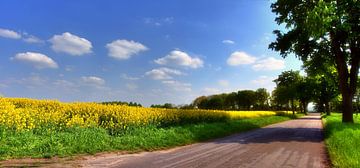 Champ de colza au bord de la route