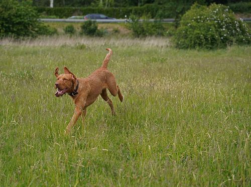 In de wei met een bruine Magyar Vizsla draadhaar.