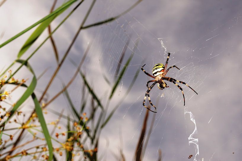 Nature Photo by Wietze Wiegersma