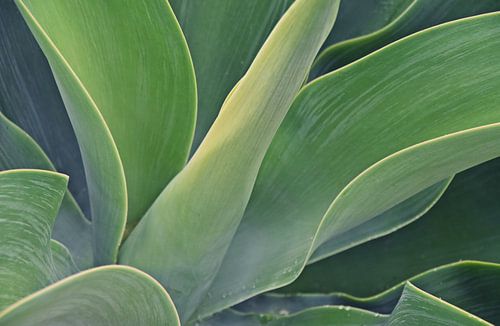 Dragonnier Agave au soleil