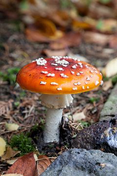 Een verse vliegenzwam, Amanita muscaria, met rode hoed van Frans Rombout
