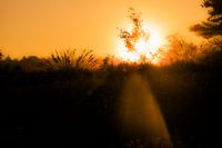 Die Morgensonne bringt Leben