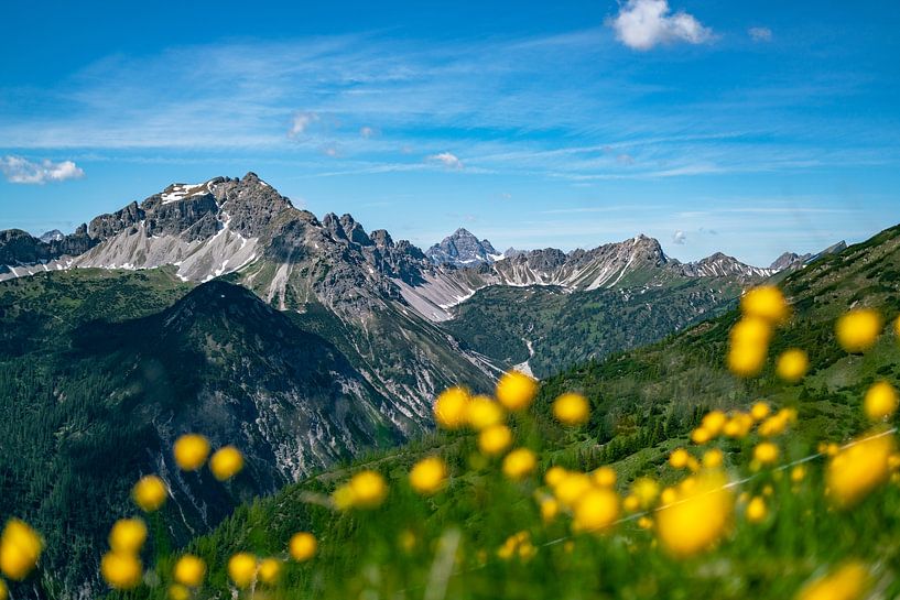 Troll flower meadow above the Tannheimer mountains by Leo Schindzielorz