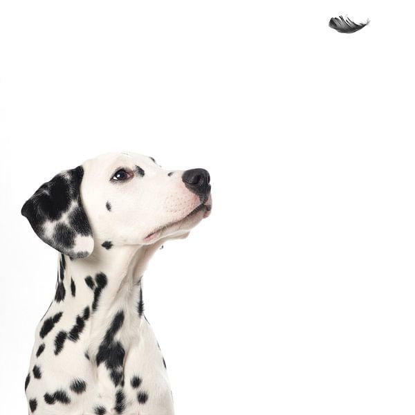 Dalmatinerhund schaut auf eine schwebende Feder von Elles Rijsdijk