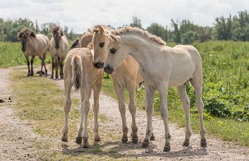 Konik Fohlen von Ans Bastiaanssen