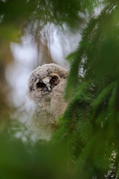 Long-eared Owl ( Asio otus ), young chick, just fledged, hidden in a tree, furtive, curious, funny,  by wunderbare Erde