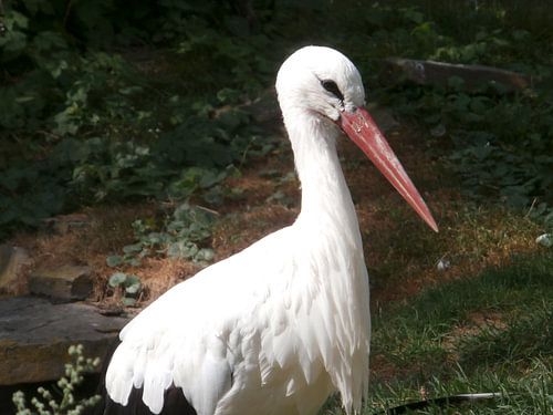 White Stork van Lyn Van Veldhoven