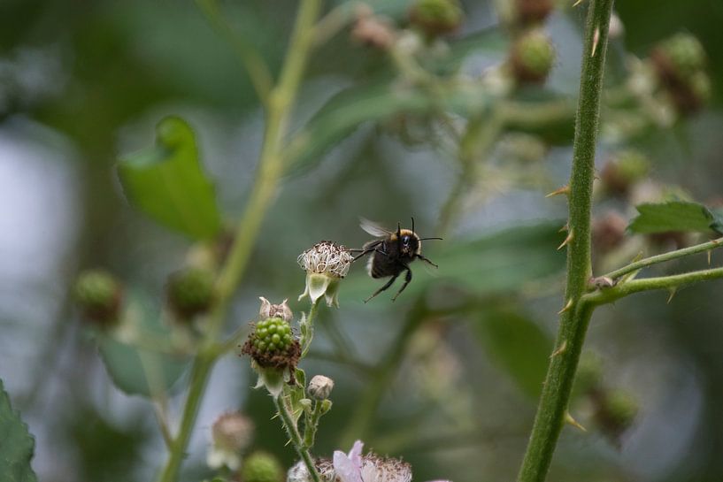 Natuur op zijn best van Debby Limburg