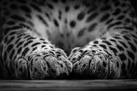 Sri Lanka panter pootjes zwart-wit