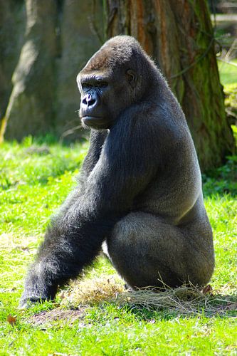 Gorilla man