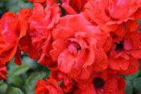Rode bloemen